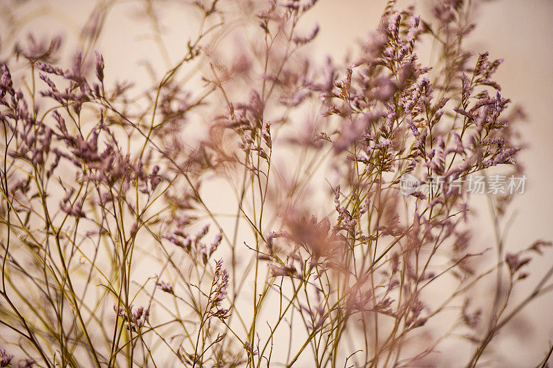 模糊背景上的补血草的紫色花