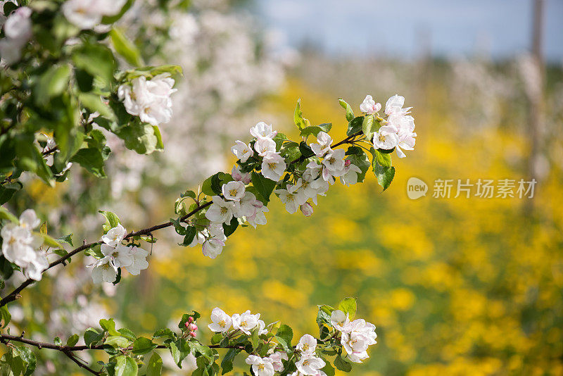 苹果花