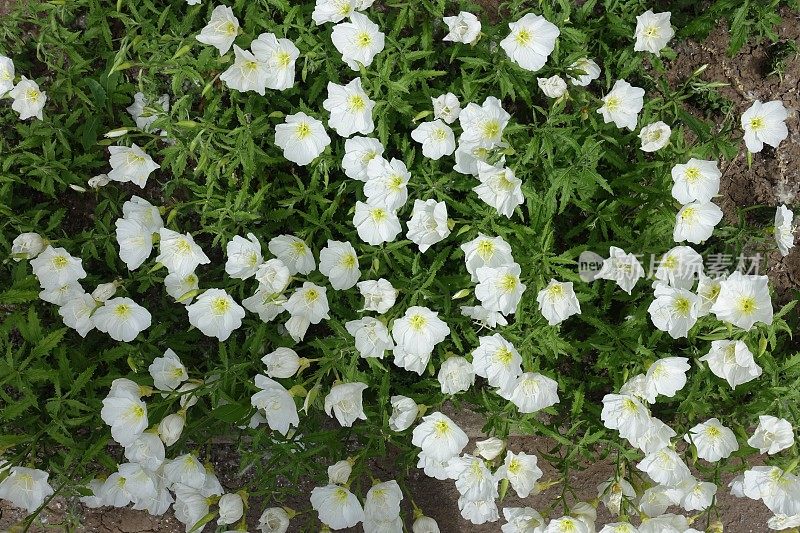 花坛与白色的酒花在5月盛开