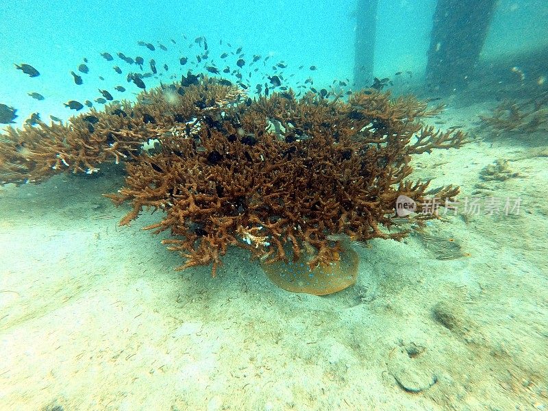 泰国古道海洋生物