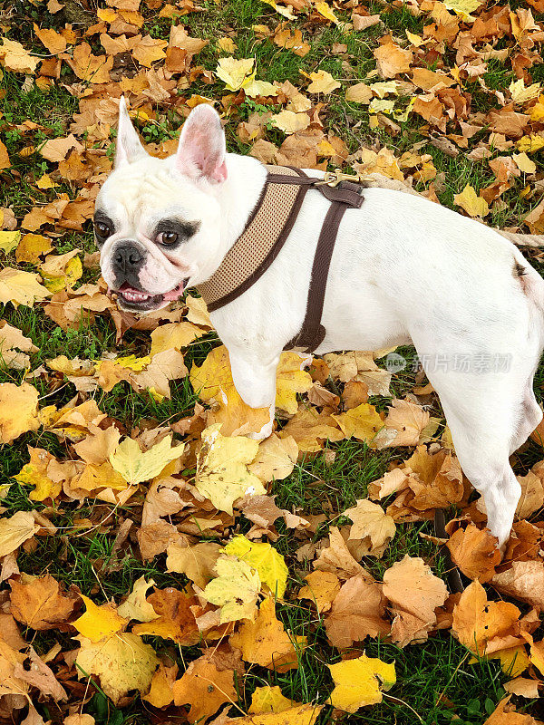 法国斗牛犬在覆盖着秋叶的田野上
