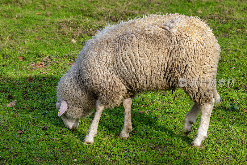 在伊斯特本吃草的绵羊