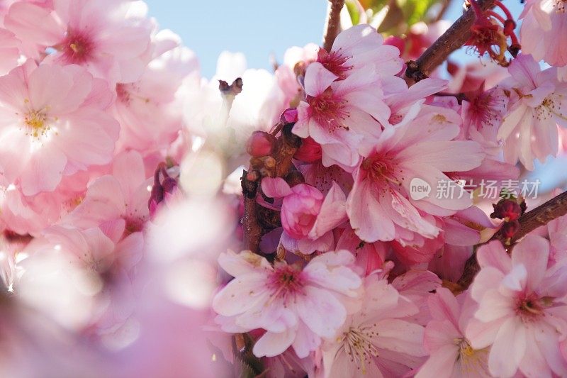 粉红色樱花树