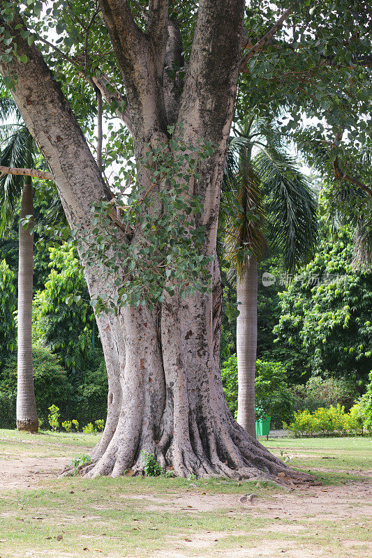 大型古代无花果树树干与扶壁根的图像，印度榕树生长在旧德里，印度，宗教印度榕树标本，本哈尔榕