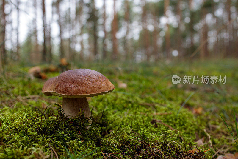 秋季森林里的青苔里的大香菇