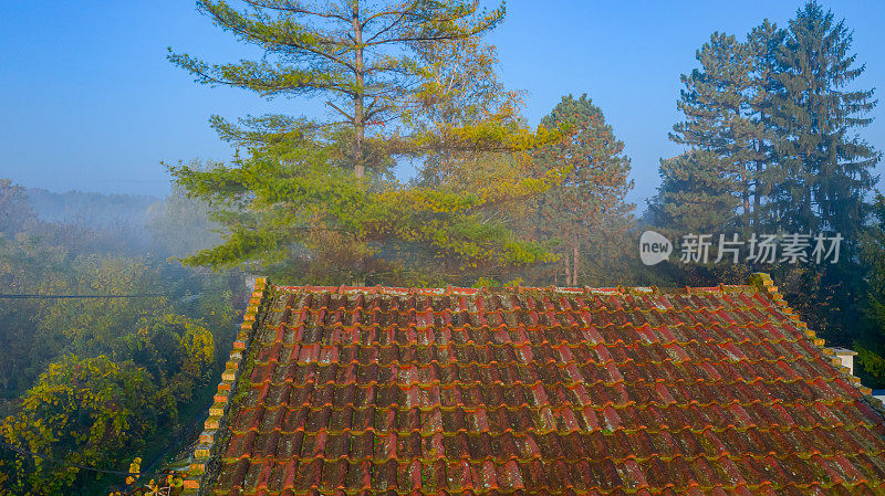 屋顶上有少量的针叶树，植被覆盖着薄雾