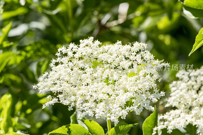 接骨木(Sambucus)是麝香科(Adoxaceae)植物的一个属。