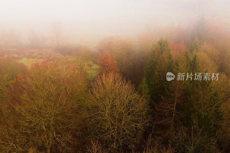 在苏格兰西南部的邓弗里斯和加洛韦，一个雾蒙蒙的早晨，无人机拍摄的树顶