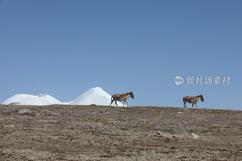 一对西藏野驴在西藏雪山脚下