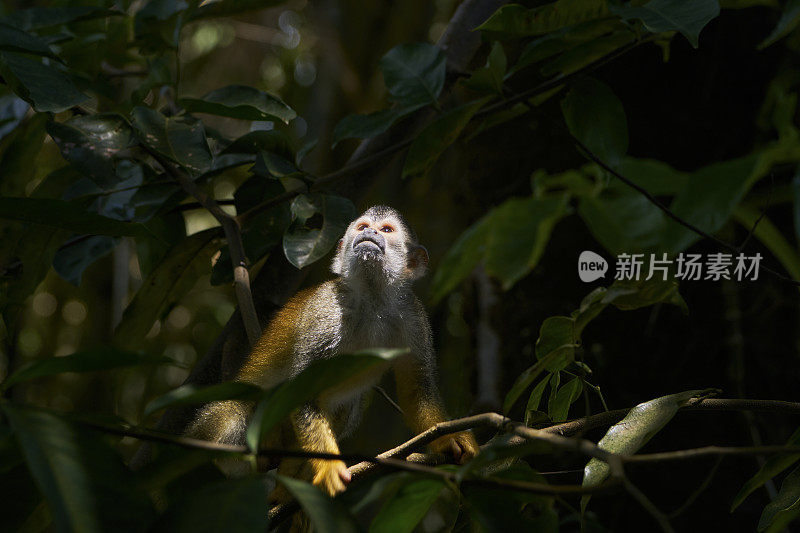 哥斯达黎加太平洋海岸曼纽尔·安东尼奥国家公园里的野生红背松鼠猴