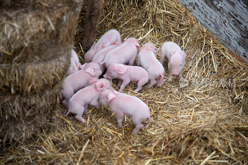 十只新生的粉红猪