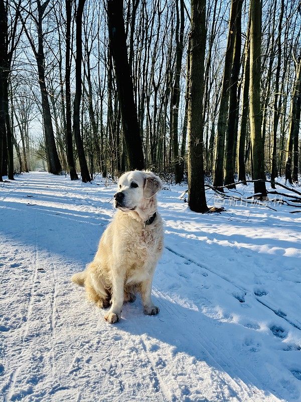 雪中的金毛寻回犬