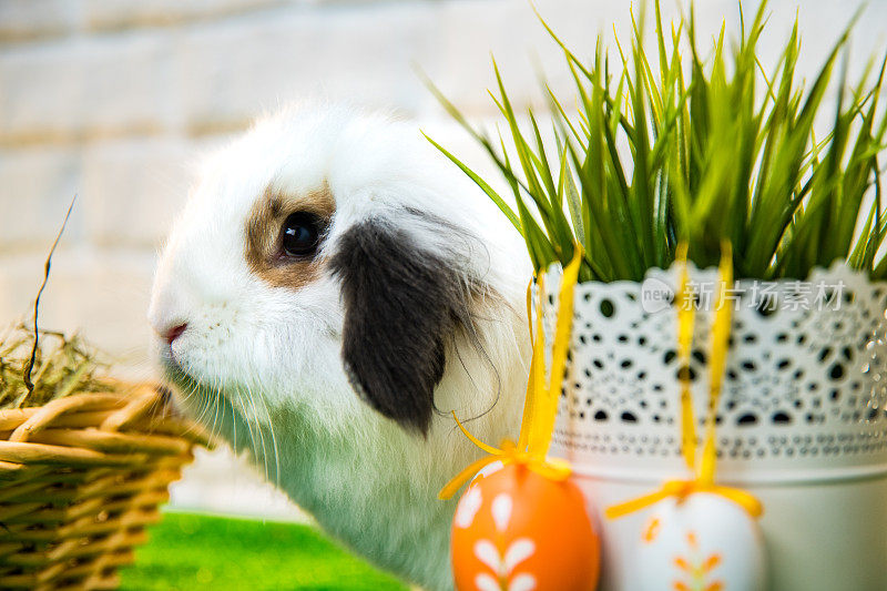 一个白色的兔子与棕色的耳朵的特写。