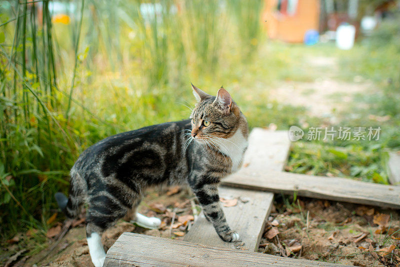 夏天在户外散步的可爱的猫