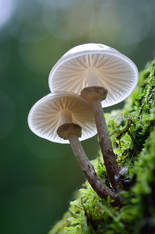 瓷真菌蘑菇