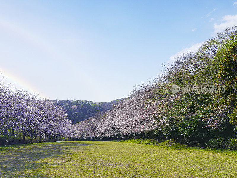 樱花和双彩虹