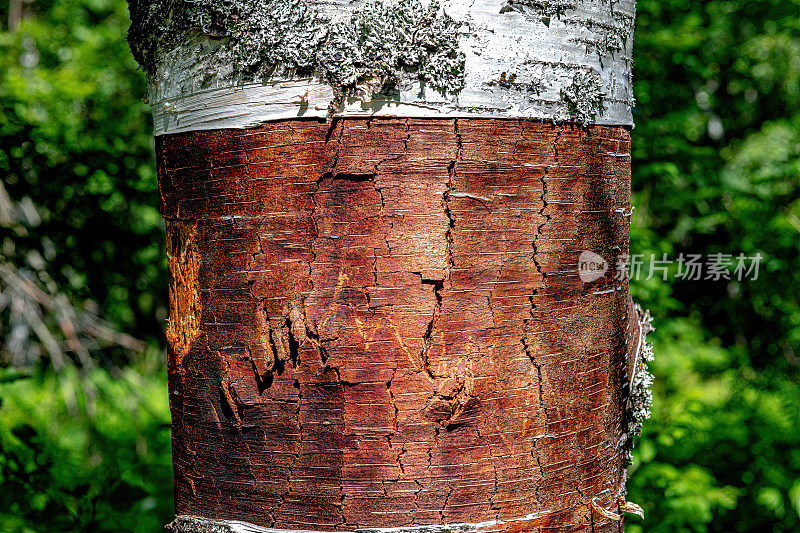 俄罗斯乌拉尔地区，脱落的桦树皮