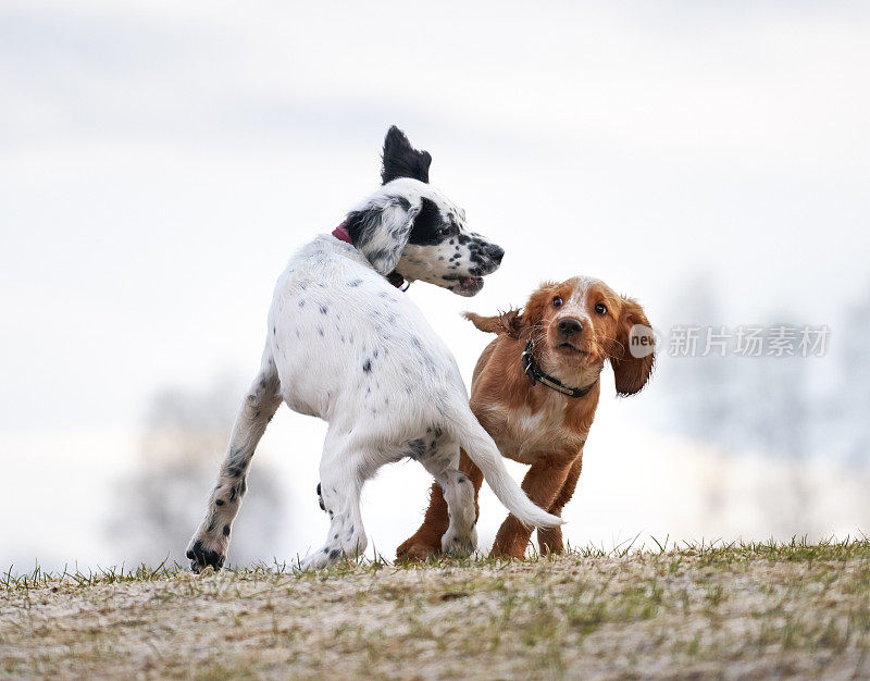 工作可卡犬和英国塞特犬，挪威奥斯陆