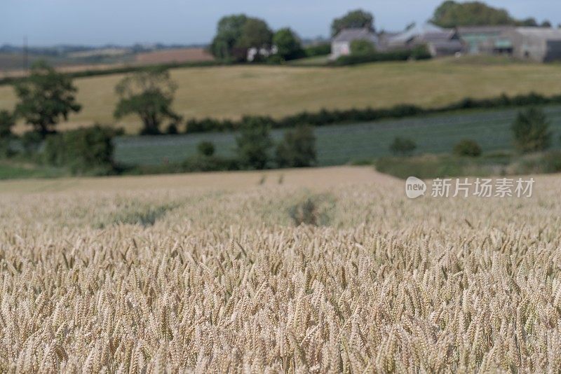 麦田和连绵起伏的爱尔兰乡村风景