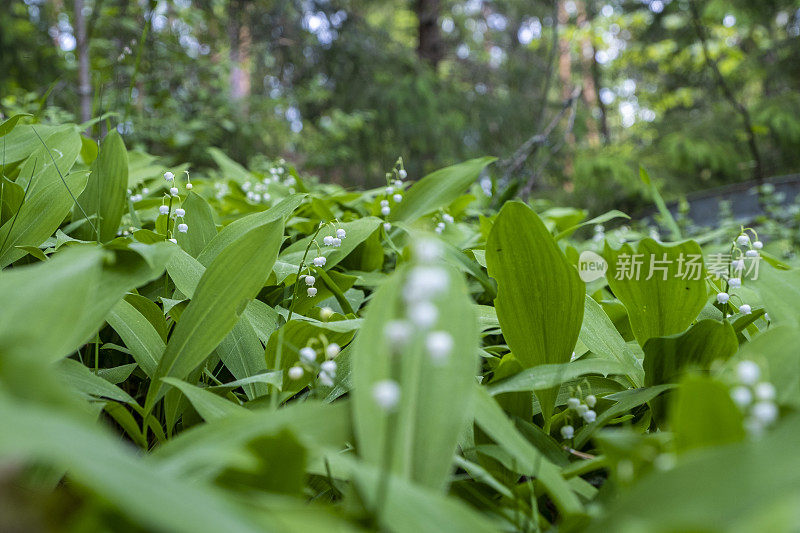 森林中的一片盛开的百合花林间空地。