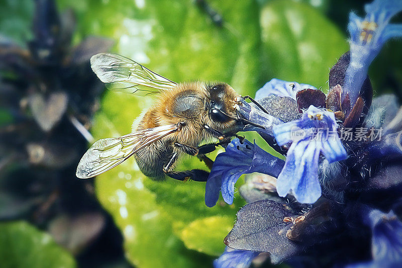 西方蜜蜂昆虫