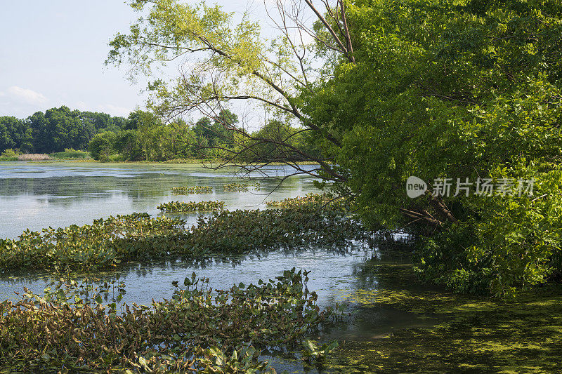 约翰・海因茨国家野生动物保护区的夏日风景