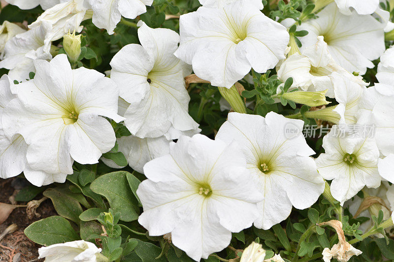 美丽的白色花在花园里，花园矮牵牛花，大的白色矮牵牛花，白色月亮矮牵牛花，矮牵牛花腋生。