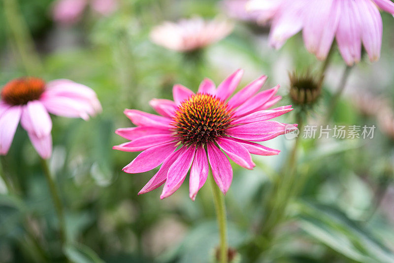 紫色矢车菊-紫锥菊夏季在草本植物园内盛开