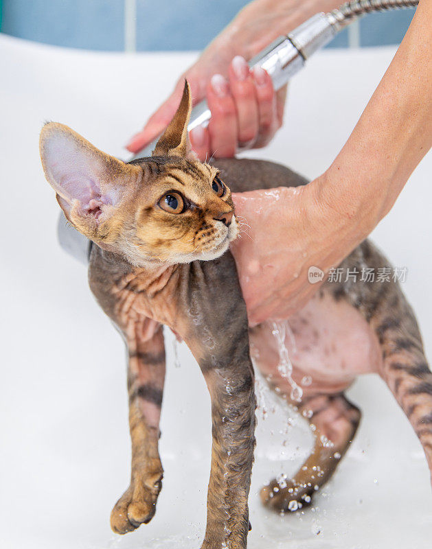 德文雷克斯猫在浴缸里