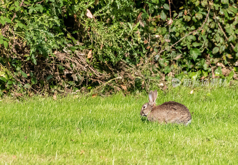 树篱旁的野兔子