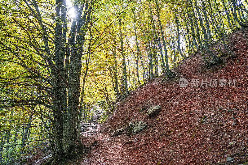 在比利牛斯山毛榉山谷的秋天的山毛榉森林