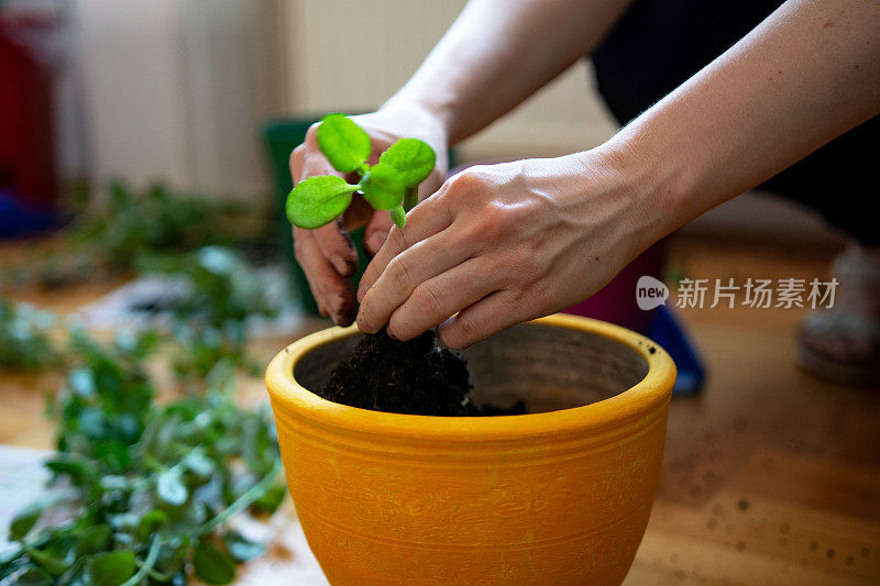 一个不认识的女人在盆栽室内植物