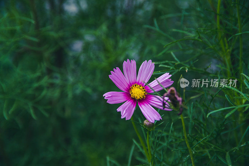 春天花园的花。自然公园景观。绿叶植物背景。-股票图片