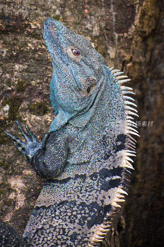 野生鬣蜥-哥斯达黎加-蓝色和黑色蜥蜴