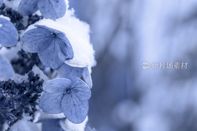 花下的雪