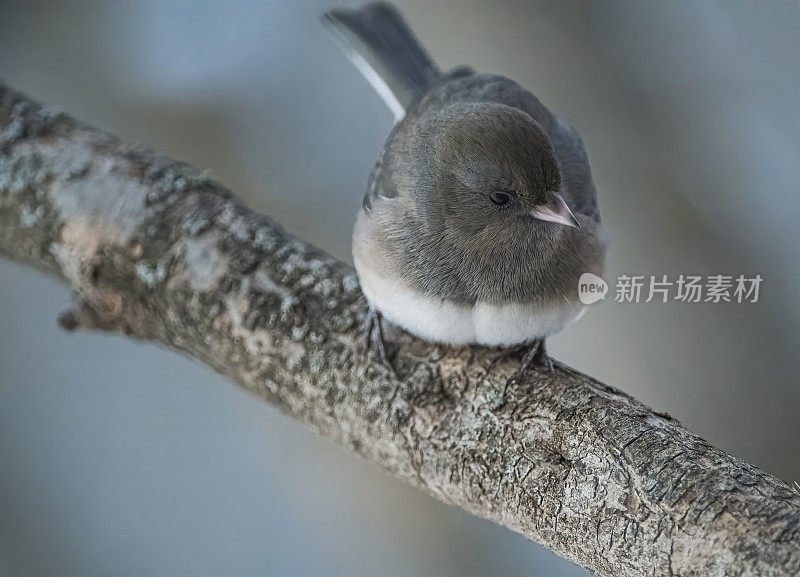 黑灯芯草雀