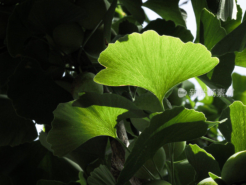 Gingko树叶