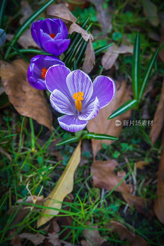 草坪上有五彩缤纷的番红花，春天的花朵，在海牙，