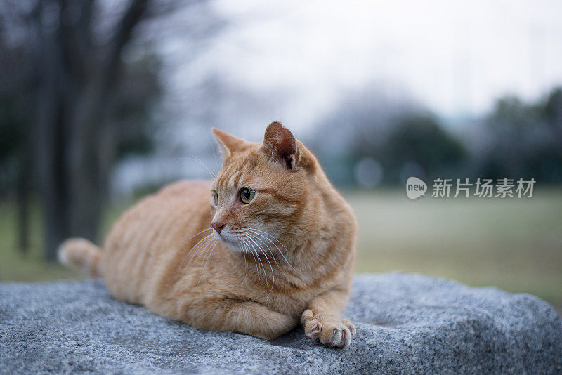 一只橙色的虎斑猫悲伤地坐在一块大石头上