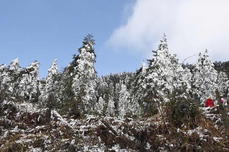 山上和森林里到处都是白霜