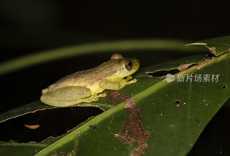 橄榄鼻子treefrog