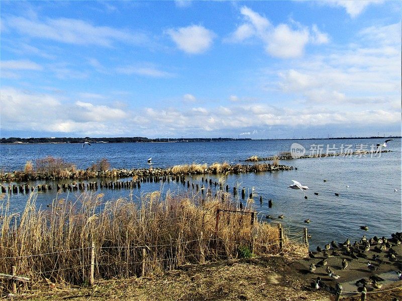 日本。1月阳光明媚的一天，茨城县的一个湖泊。