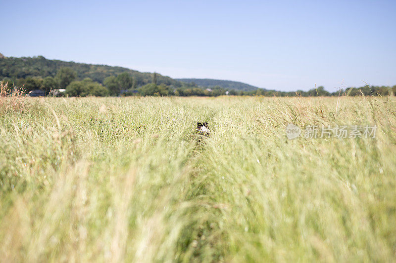 谢德兰牧羊犬跑过草地