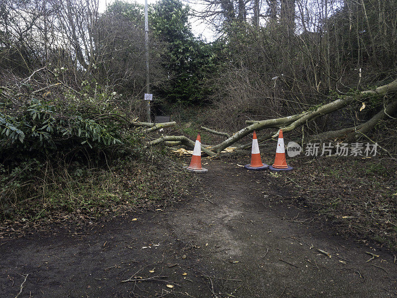 暴风雨后，一棵倒下的树导致道路关闭