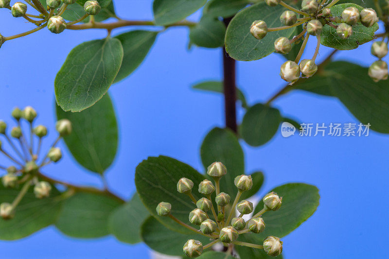 照片上的一棵荆棘树花生长在蓝色的背景。山楂盛开的花朵。