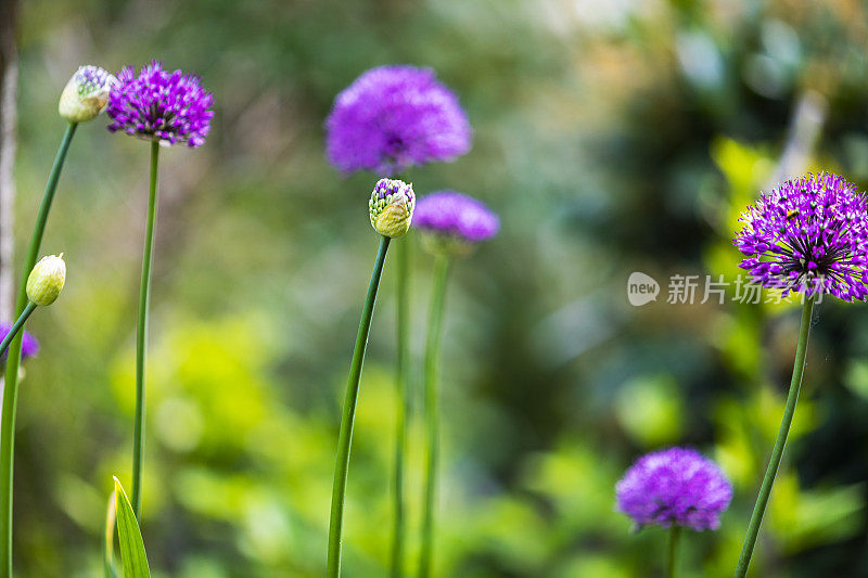 后院的紫色葱属植物