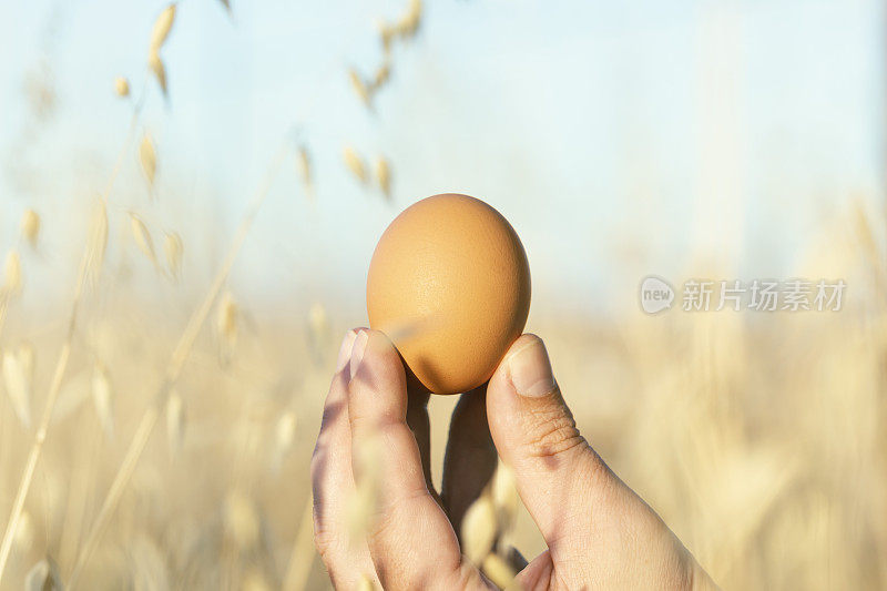 家禽蛋在自然背景。牧场鸡蛋选择性集中。棕色的鸡蛋在前景和不聚焦的背景。手持有机鸡蛋