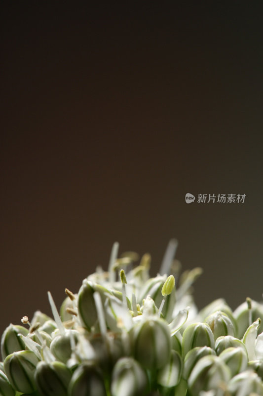 葱属植物的花