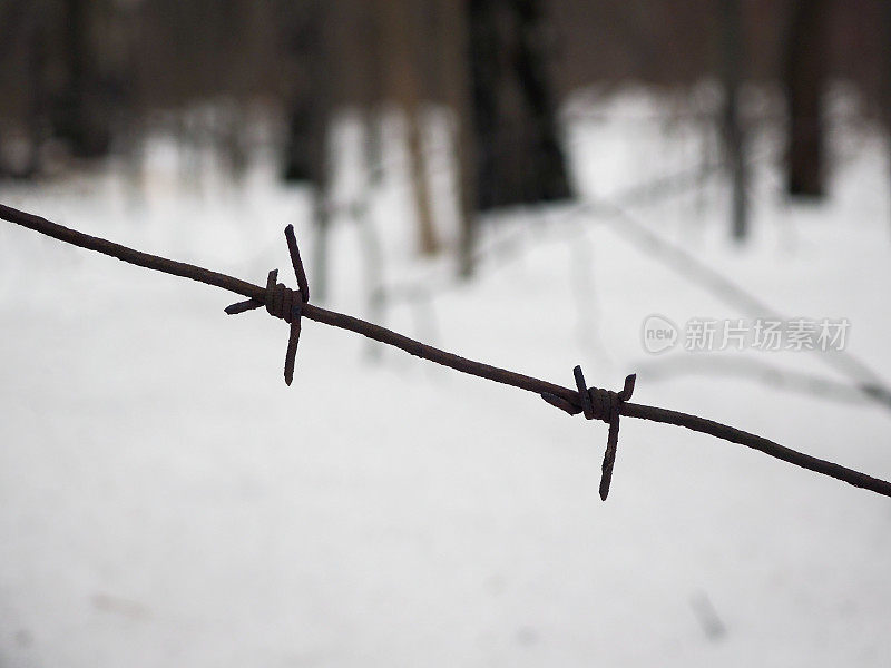 铁刺。栅栏金属线。森林,雪