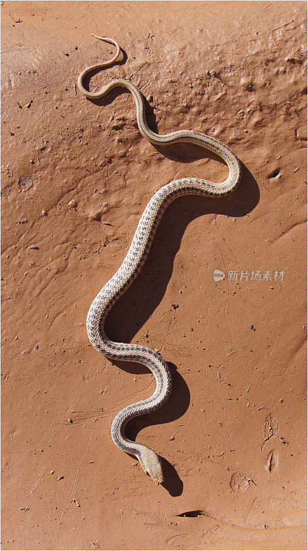 西方Patched-Nose蛇